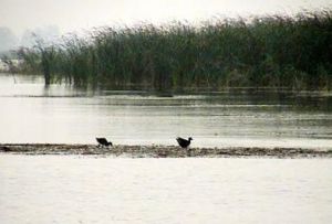 衡水湖濕地和鳥類保護區