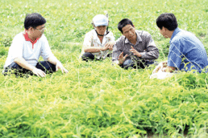 新圩鎮[惠州市]