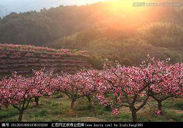 桃花山[朝陽市桃花吐鎮山脈]