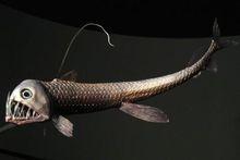 蝰蛇魚