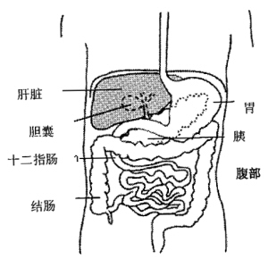 肝臟