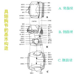 （圖）具翅胸