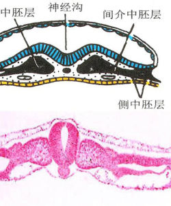 神經嵴