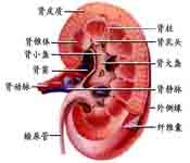 感染性急性小管間質性腎炎