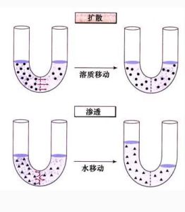 被動運輸