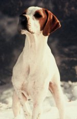 Pointer (dog breed)