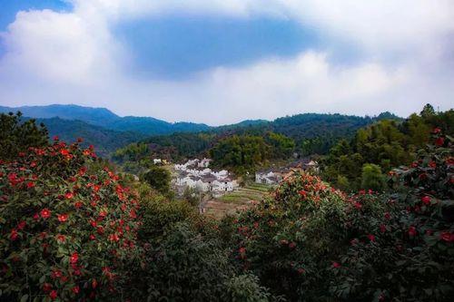 德興紅花油茶