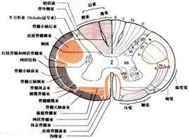 脊髓丘腦束受壓