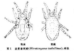 革蟎類