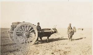 1910年3月12日，甘州本地的大車。