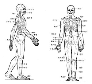 《人體工程學》