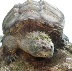 南美擬鱷龜