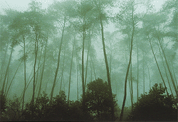 枇杷山公園`