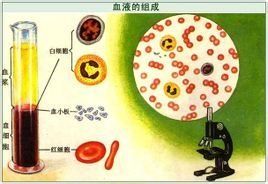 血漿蛋白質