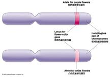等位基因