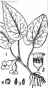 台灣細辛，圖註：1．植株,2．花，花被部分去掉，3．雄蕊， 4．柱頭。