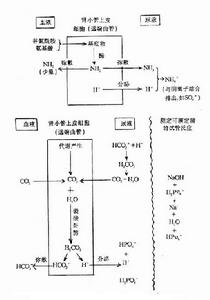 可滴定酸