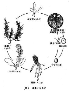 不等鞭毛門