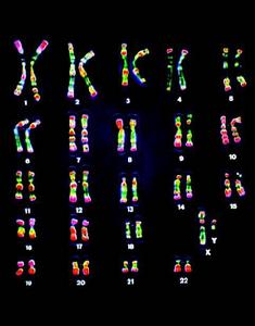 人類的23對染色體