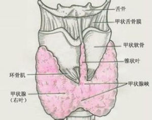 橋本氏甲狀腺病