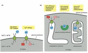 Ca2+信號的消除