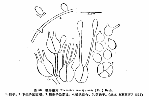 椹形銀耳