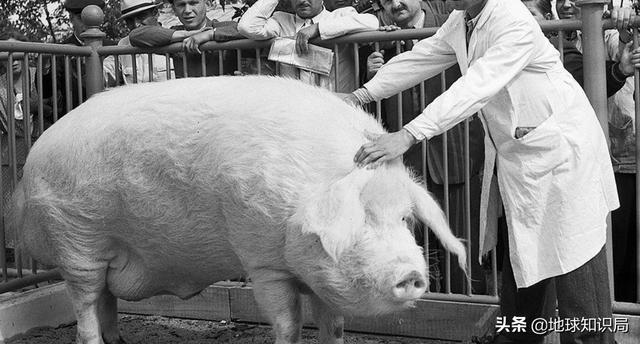 豬肉在蘇聯原來這么重要，導師親自過問 | 地球知識局