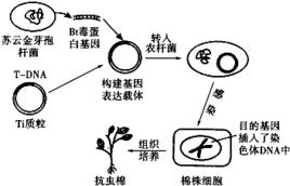 bt毒蛋白