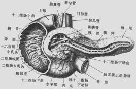 胰島β細胞瘤