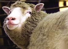 人類首次成功克隆的“多利”綿羊