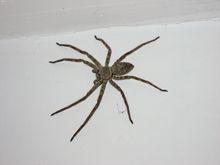 澳洲蜘蛛