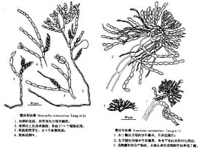 繁枝華枝藻