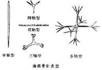 海綿動物骨針類型