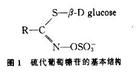 硫代葡糖苷酶