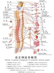 自主神經功能失調