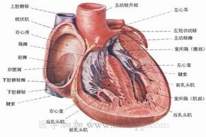 冠狀動脈心腔瘺