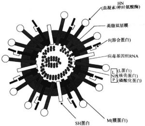 腮腺炎病毒