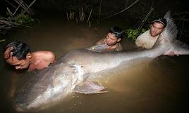 巨型鯰魚