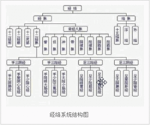 經絡系統結構圖