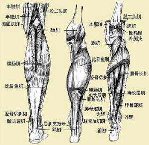 小腿後群肌