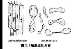 無絲分裂