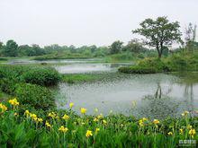 西溪國家濕地公園