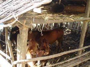 雞咀一自然村發展重點－發展牛養殖