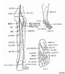 神經損傷