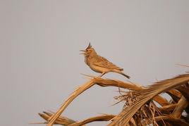 長嘴鳳頭百靈