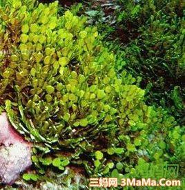 軟化海藻