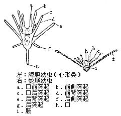 海膽幼蟲