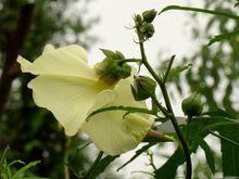 黃蜀葵花[錦葵科秋葵屬植物]