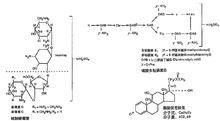 複方新黴素多粘菌素滴眼液