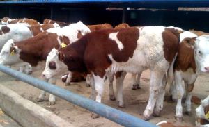 Simmental cattle